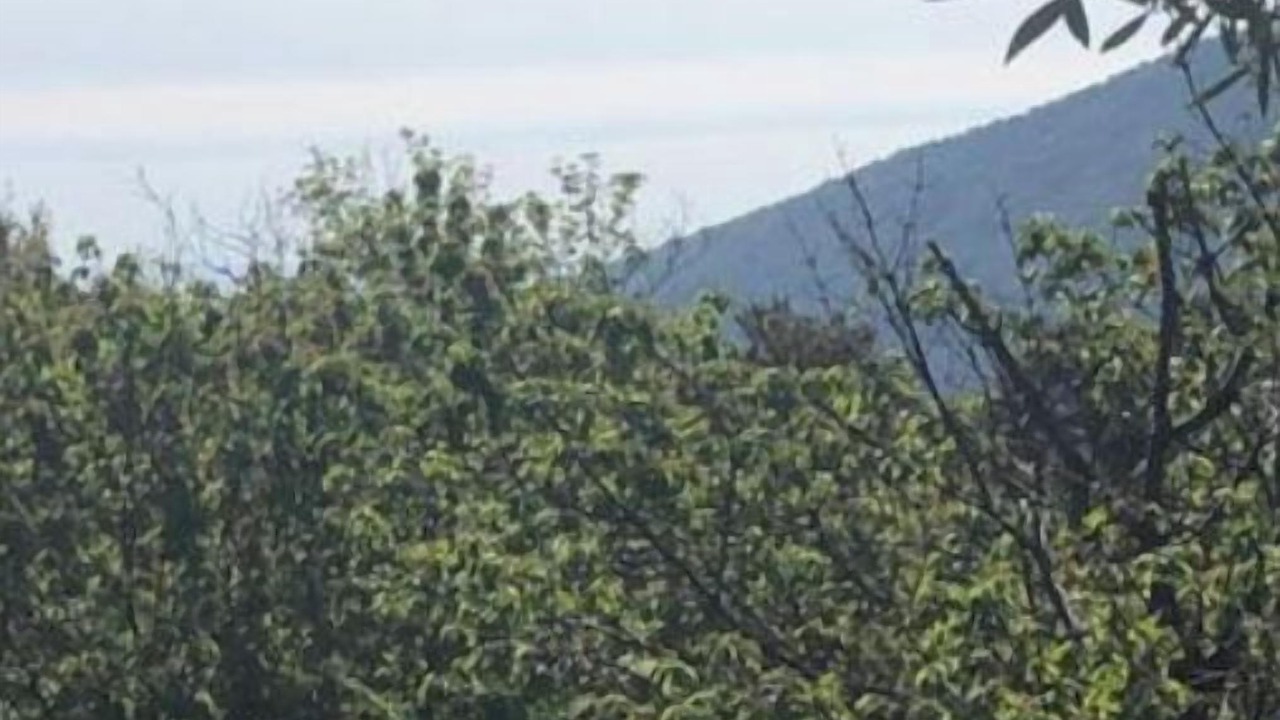 Photo of Others in Figarella