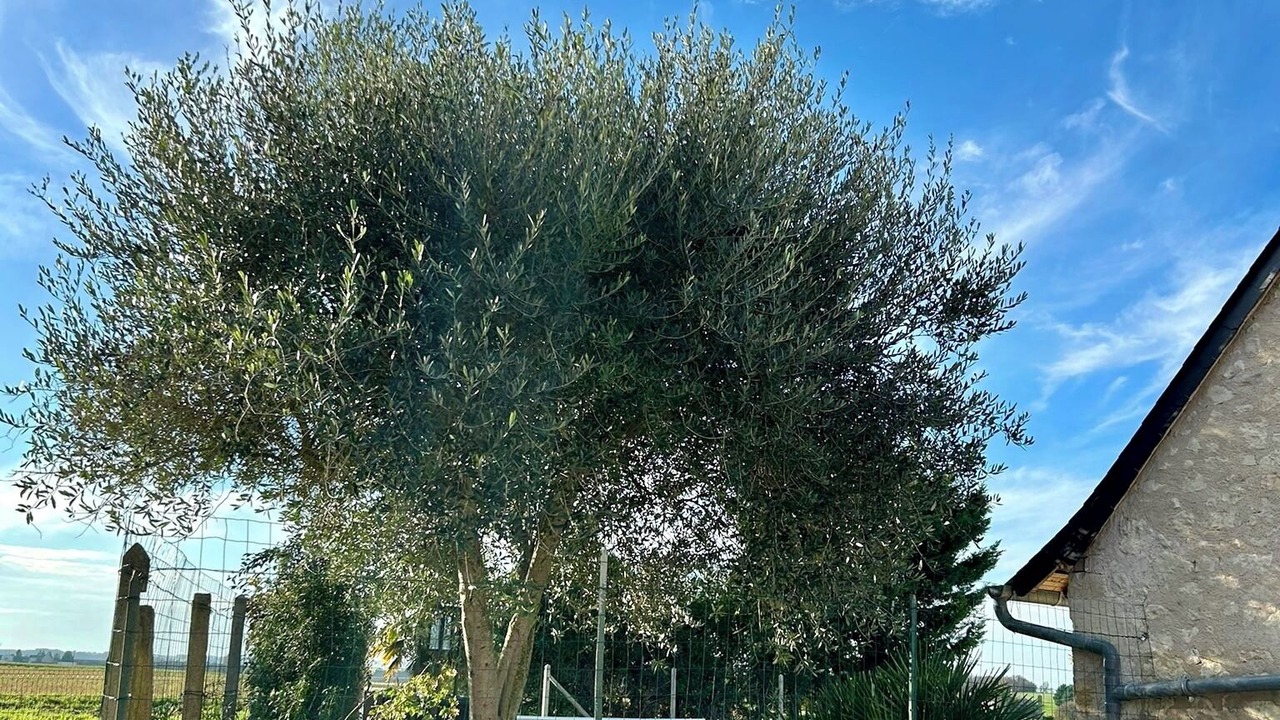 Photo of Others in Sainte-Maure-de-Touraine