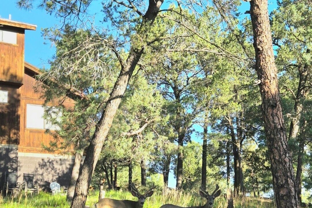 Photo of Others in Ruidoso