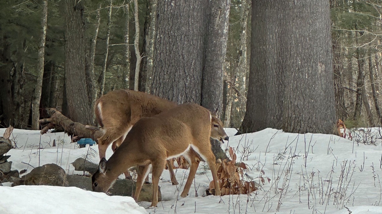 Photo of Others in North New Portland