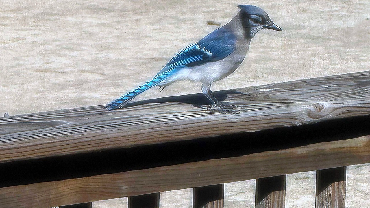 Photo of Others in Fairfield Bay