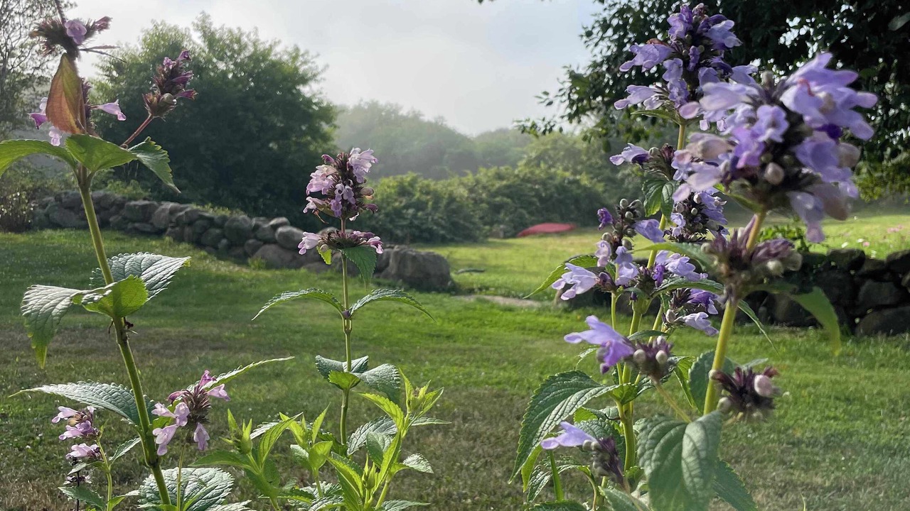 Photo of Outdoor in Block Island