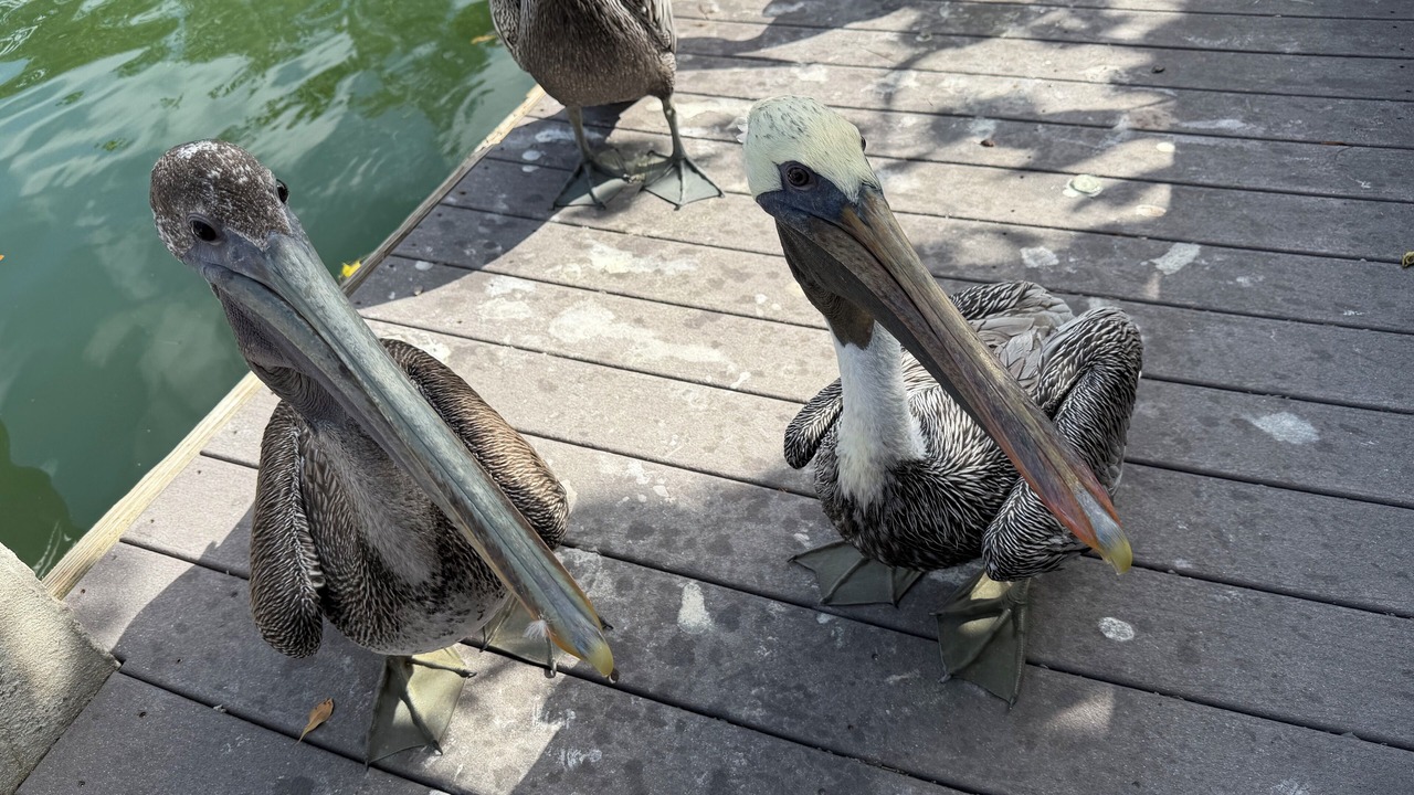 Photo of Others in Siesta Key