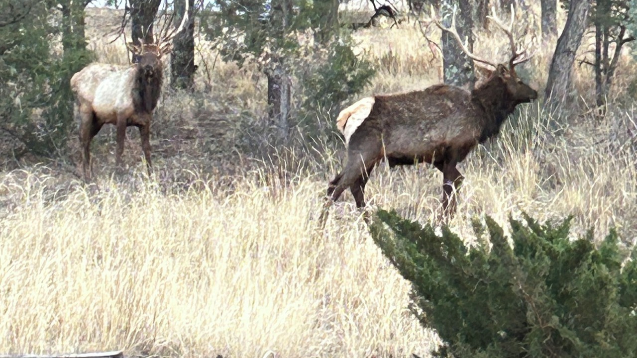 Photo of Others in Ruidoso Downs