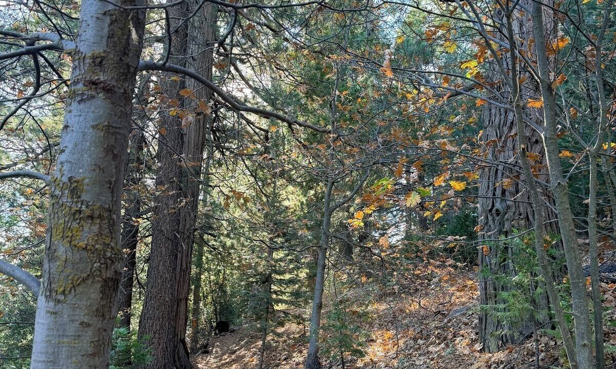 Photo of Others in Crestline