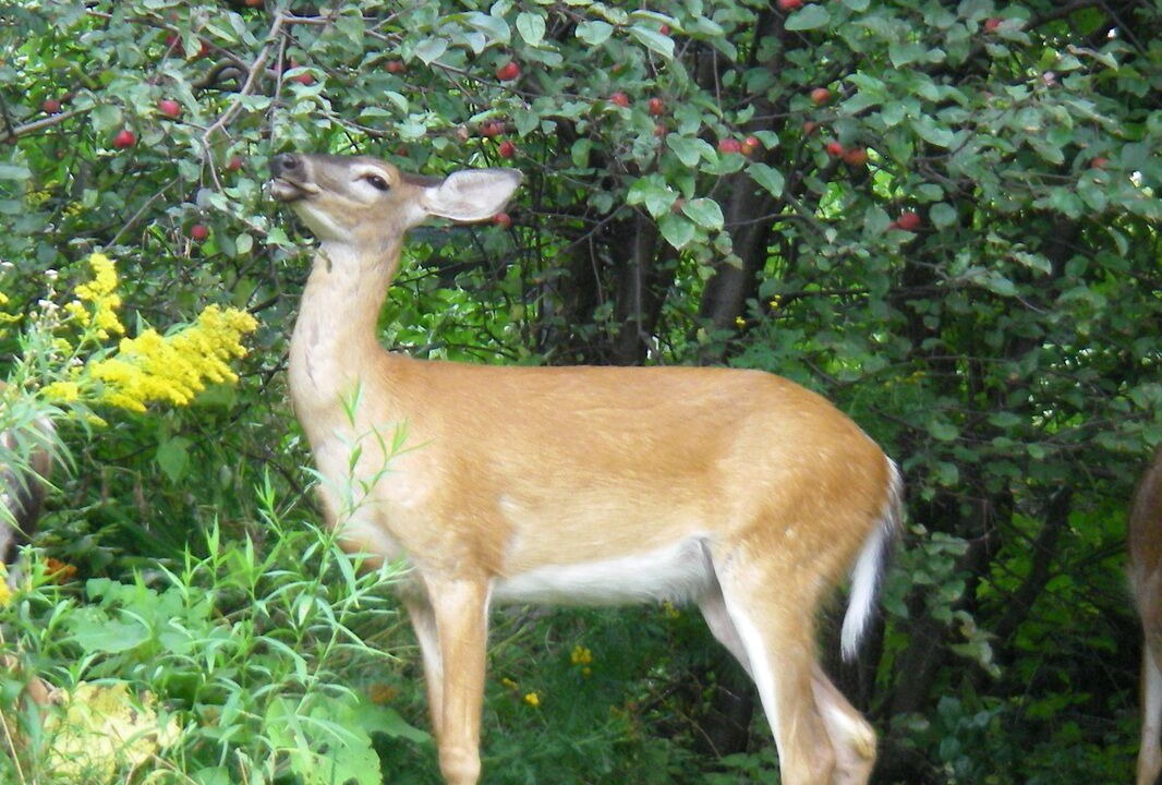 Photo of Others in Huntsville