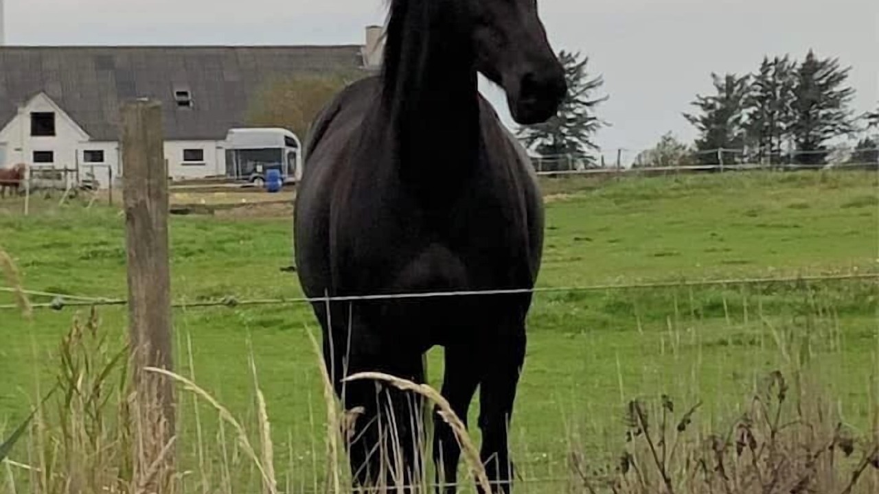 Photo of Others in Bøvlingbjerg