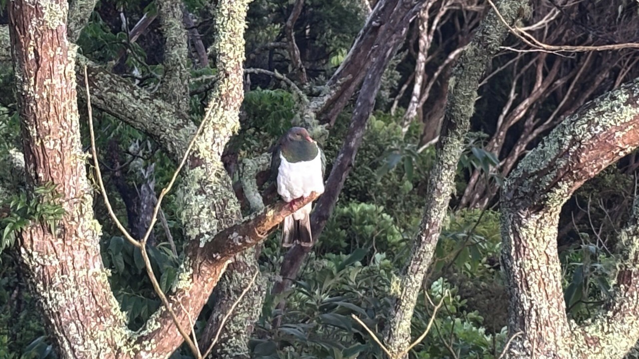 Photo of Others in Kerikeri