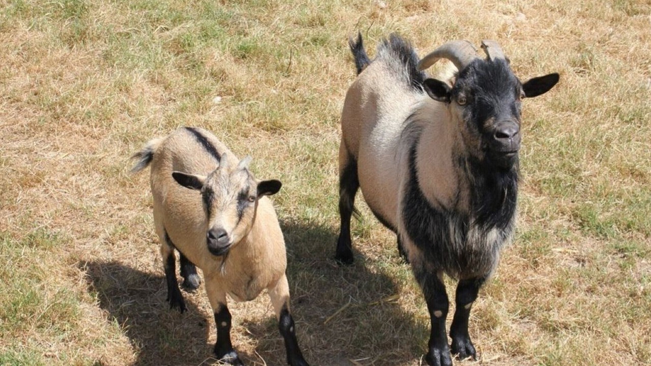 Photo of Others in Commequiers