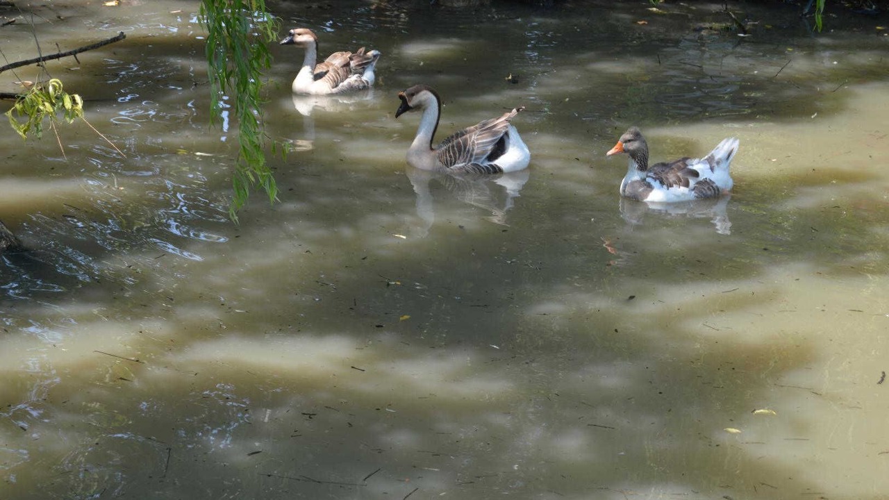 Photo of Others in Saint-Gauzens