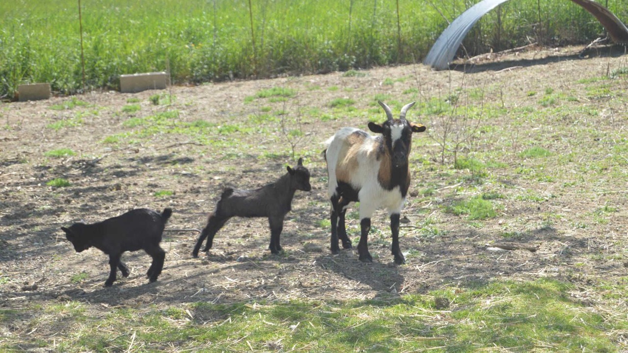Photo of Others in Saint-Gauzens