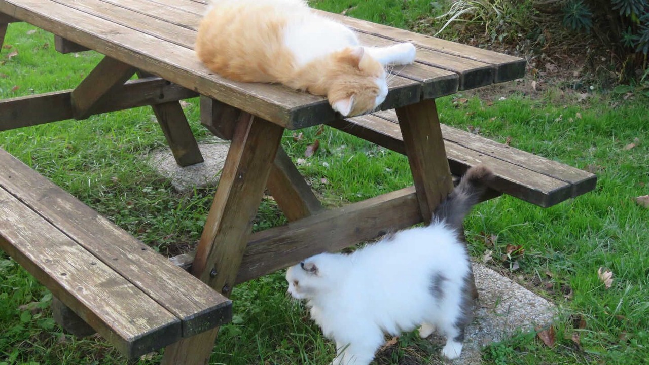 Photo of Outdoor in Saint-Gauzens
