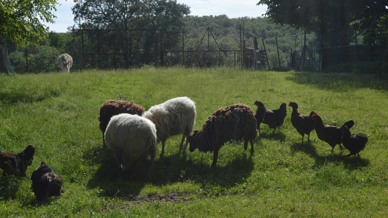 Photo of Others in Saint-Gauzens