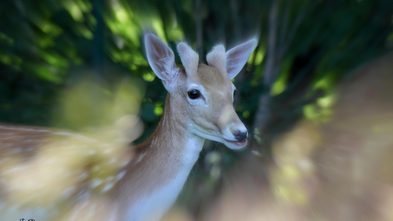 Photo of Others in Feternes
