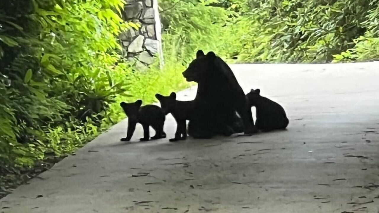 Photo of Others in Maggie Valley