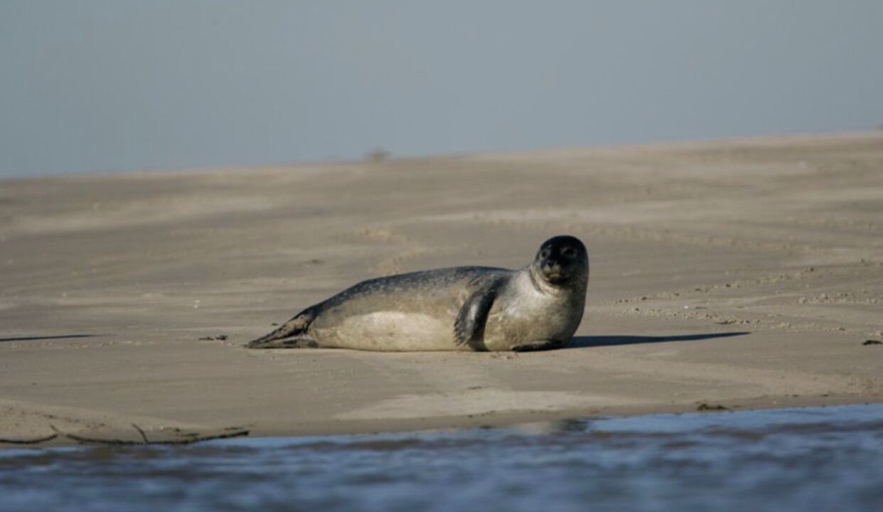 Photo of Others in Le Crotoy