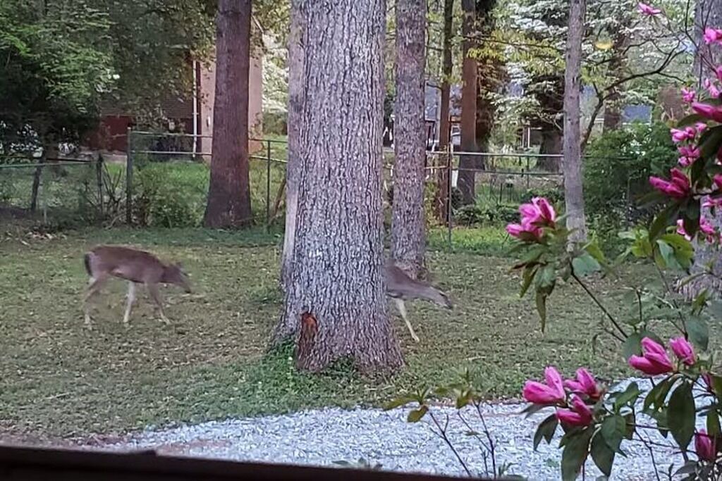 Photo of Others in Lynchburg