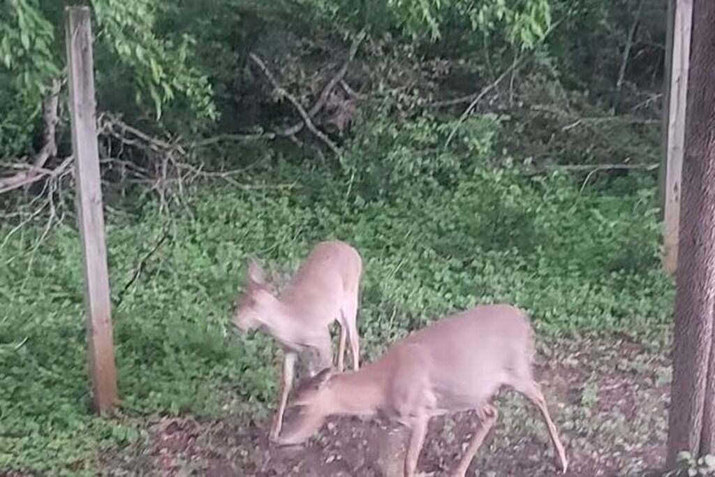 Photo of Others in Lynchburg
