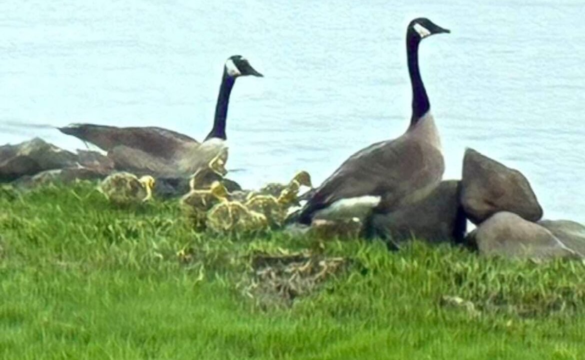 Photo of Others in Chautauqua
