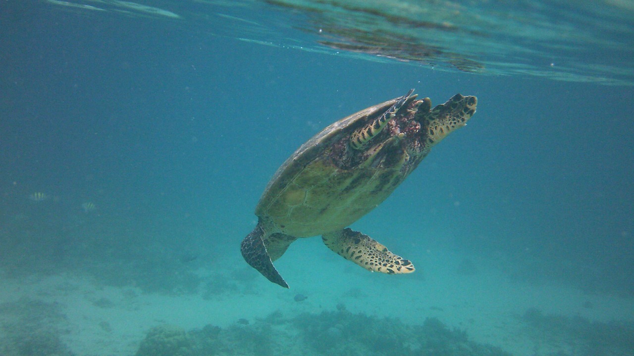 Photo of Others in Sekotong Barat