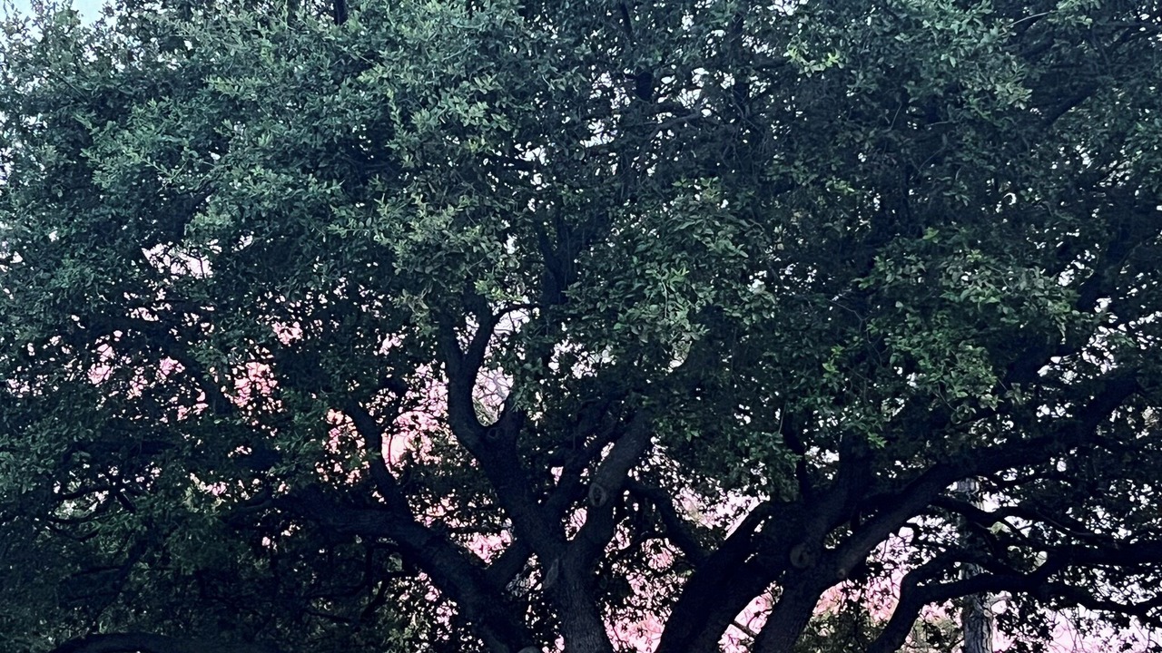 Photo of Others in Keller