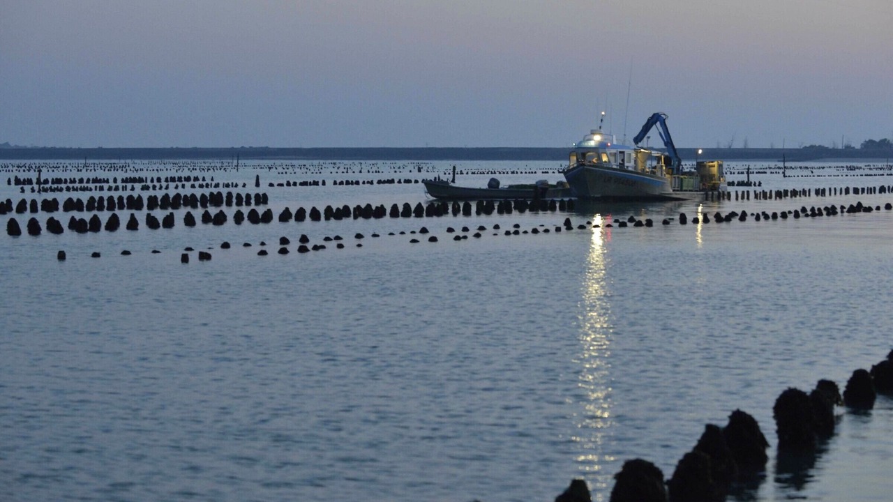 Photo of Others in LʼAiguillon-sur-Mer