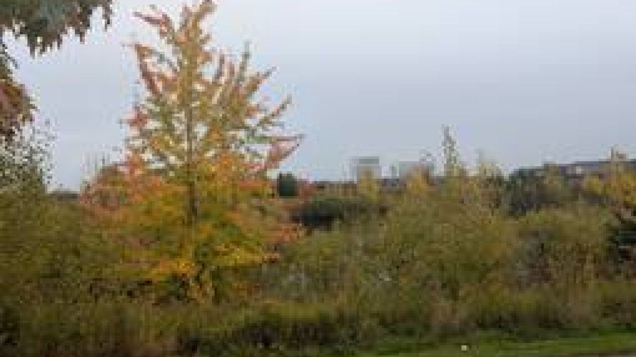 Photo of Others in Brampton