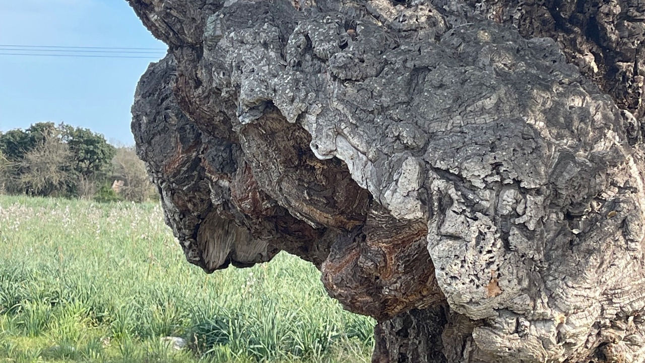 Photo of Others in Solenzara