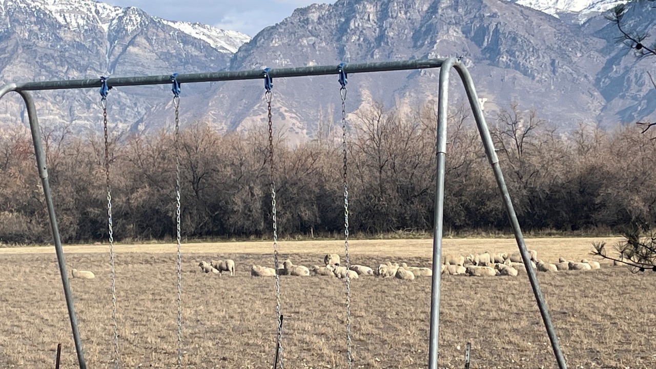 Photo of Others in Provo Bay