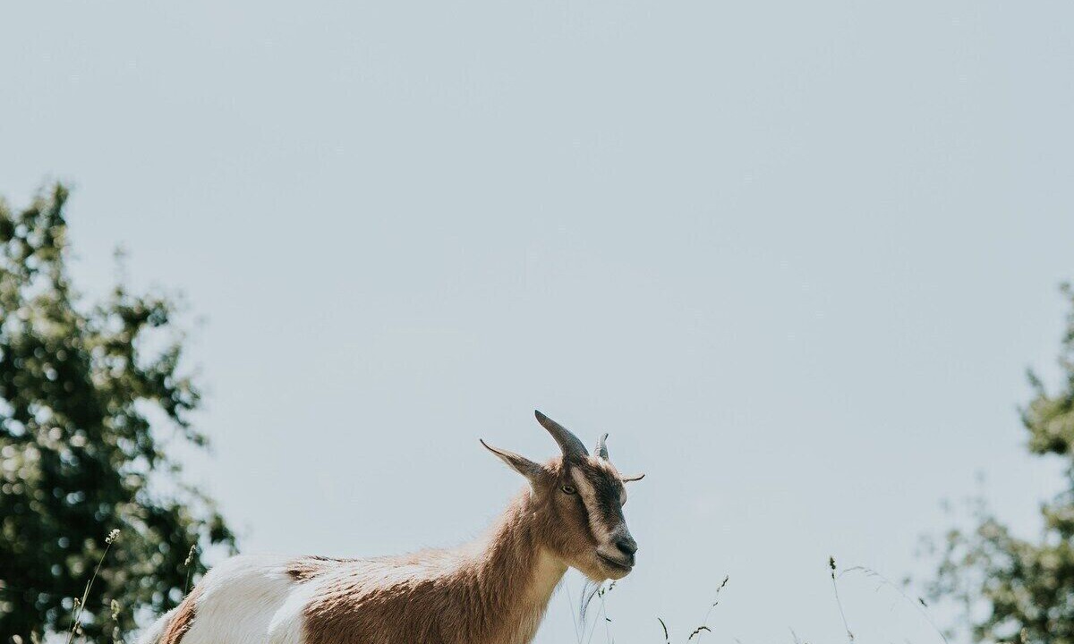 Photo of Others in Boersch