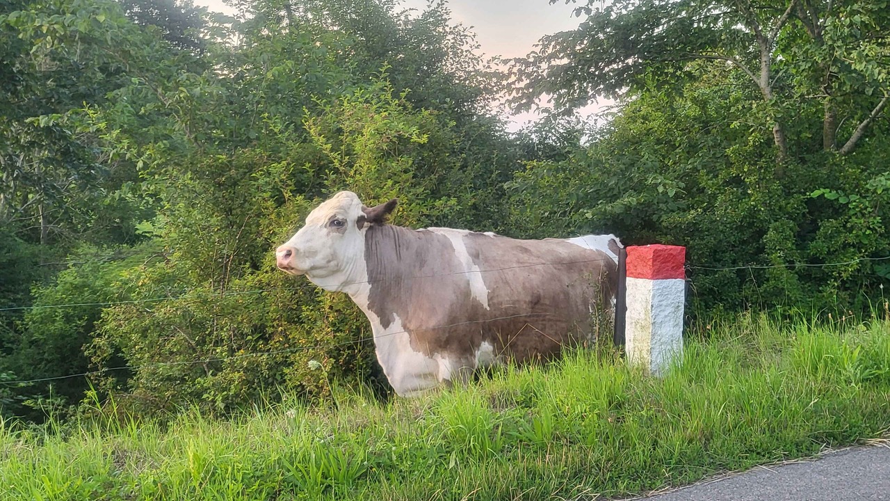 Photo of Others in Tejn