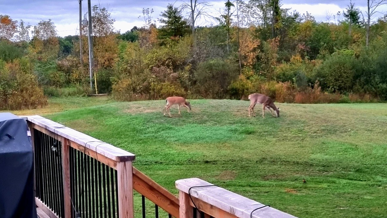 Photo of Outdoor in Fort Erie