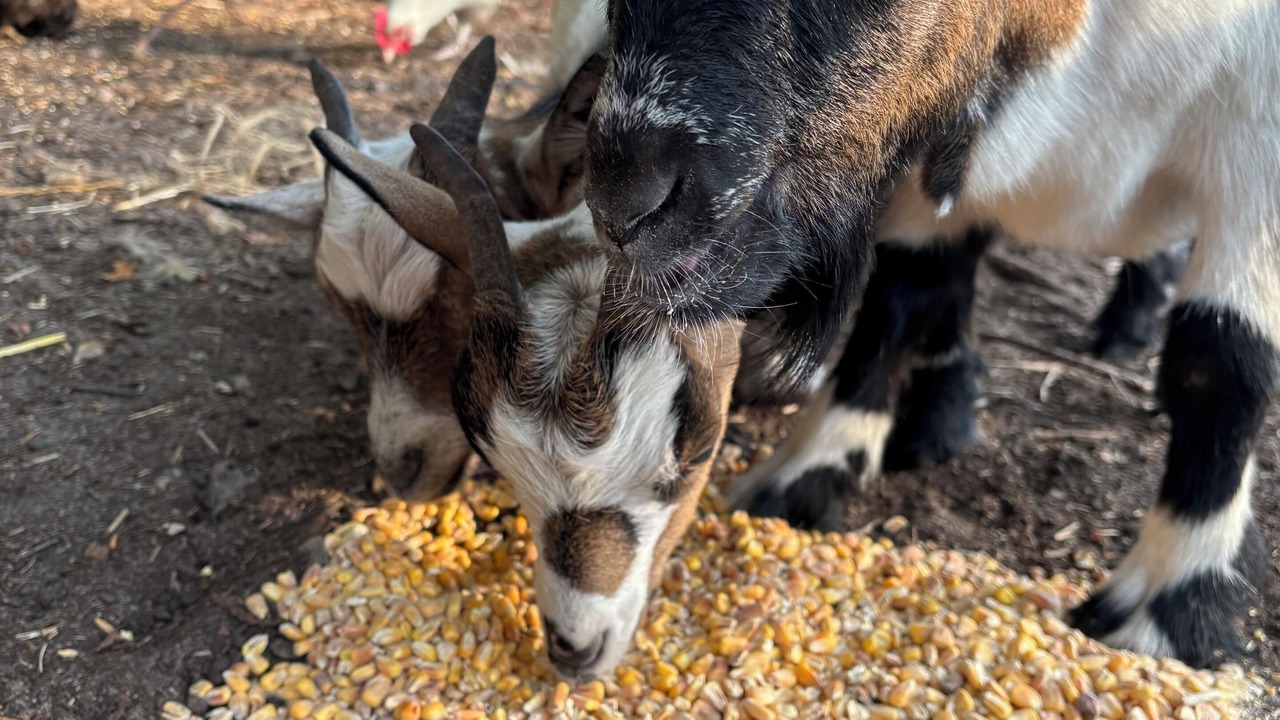 Photo of Others in Cerans-Foulletourte