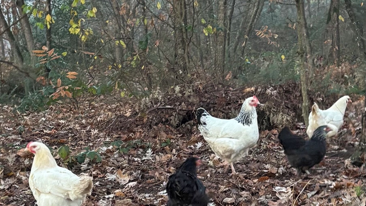 Photo of Others in Cerans-Foulletourte