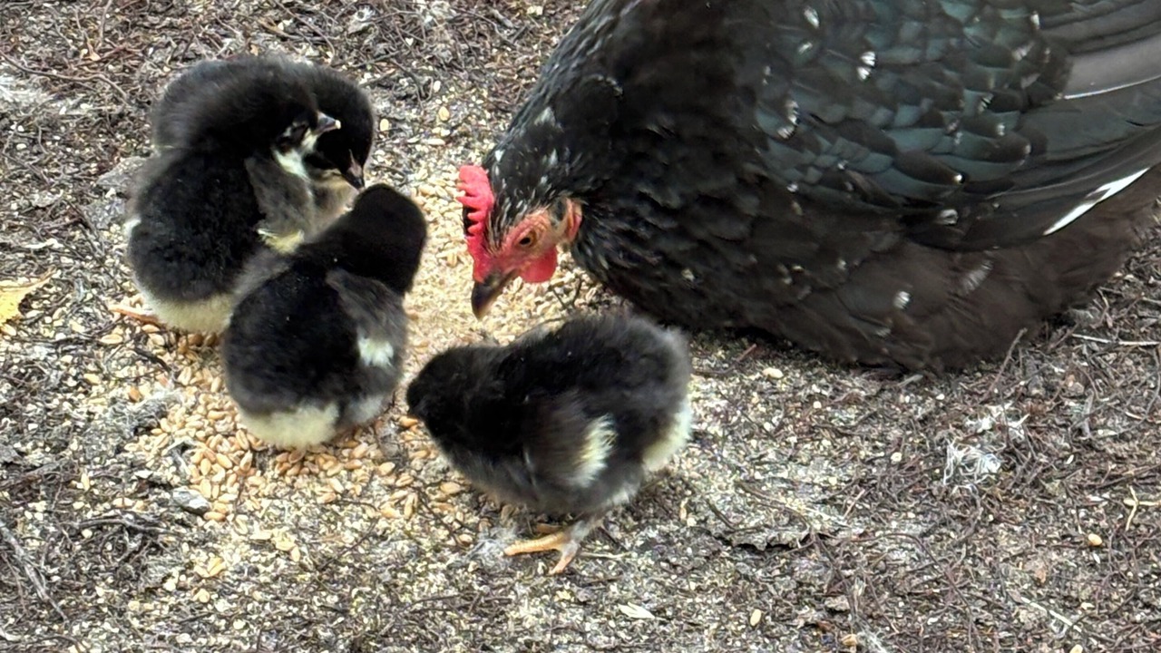 Photo of Others in Cerans-Foulletourte