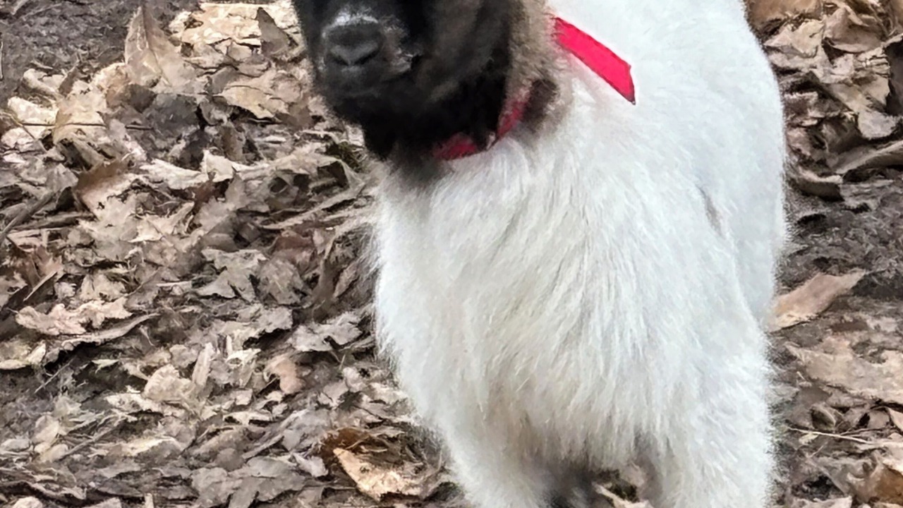 Photo of Others in Cerans-Foulletourte