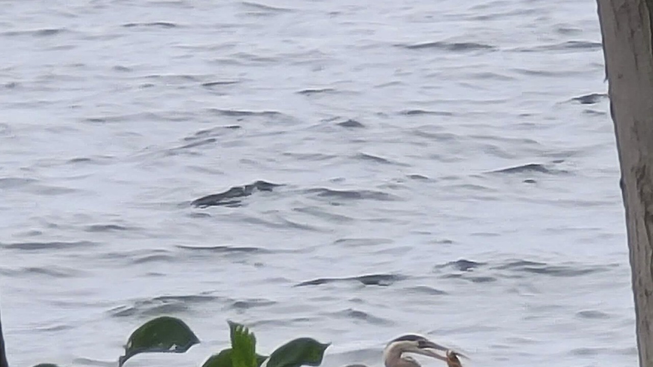 Photo of Others in Grand Isle