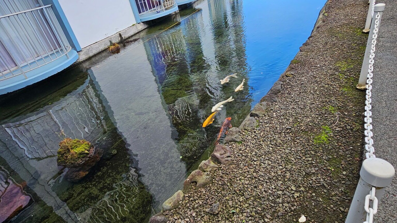 Photo of Outdoor in Hilo