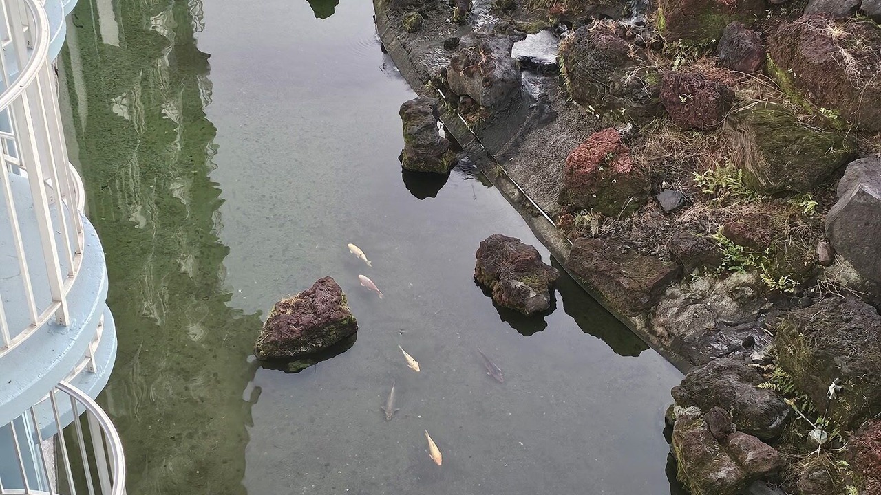 Photo of Others in Hilo