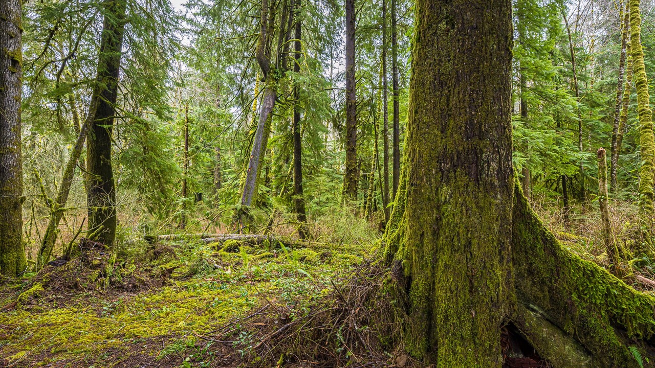 Photo of Others in Forks