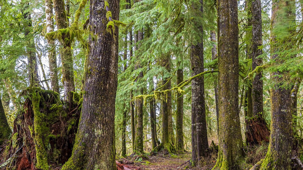 Photo of Others in Forks