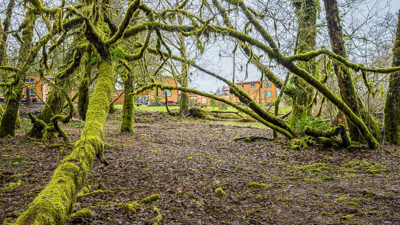 Photo of Outdoor in Forks