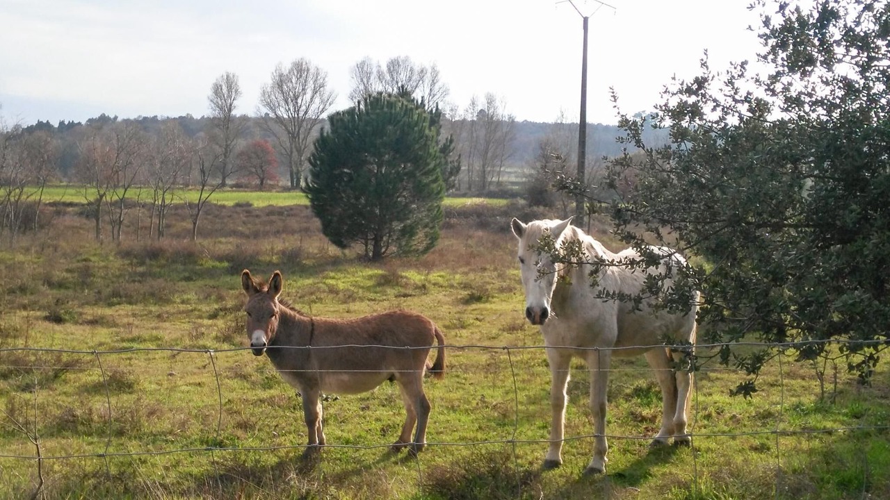 Photo of Others in La Capelle-et-Masmolene