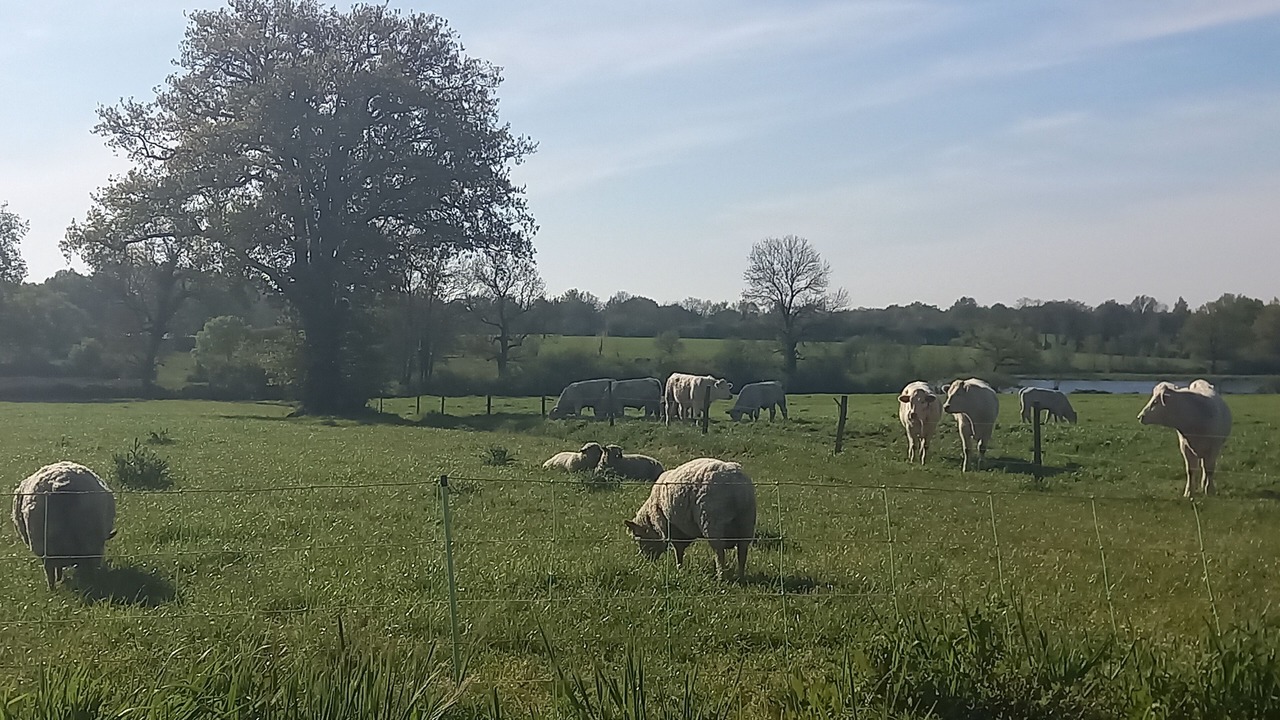 Photo of Others in Le Champ-Saint-Pere