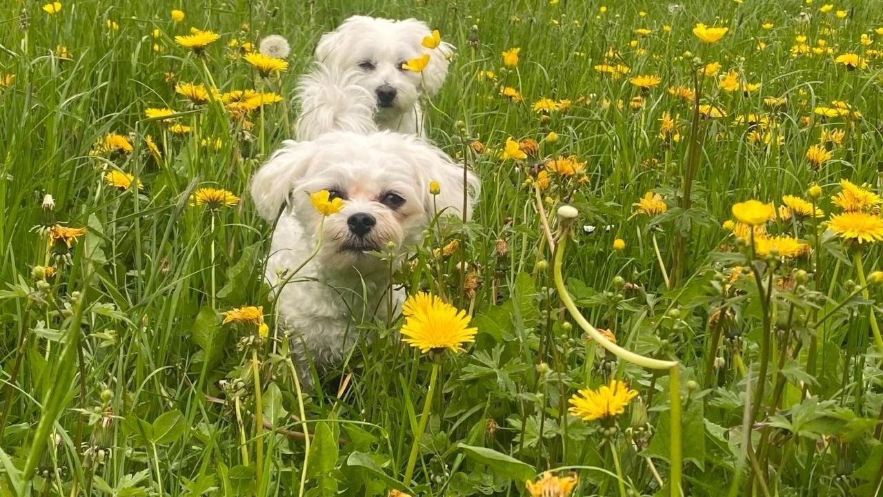 Photo of Others in Gansbrunnen