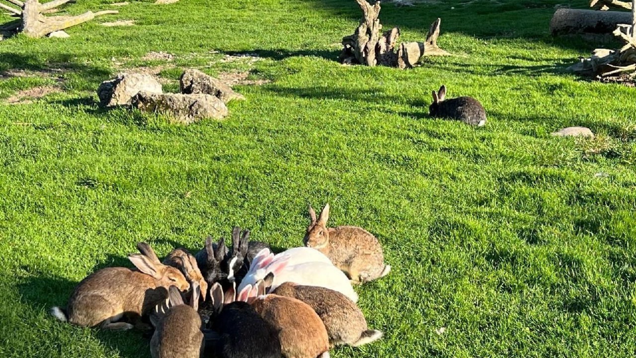 Photo of Others in Gansbrunnen