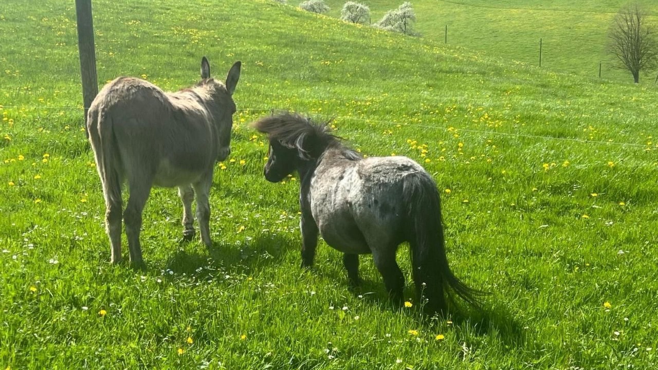 Photo of Others in Gansbrunnen