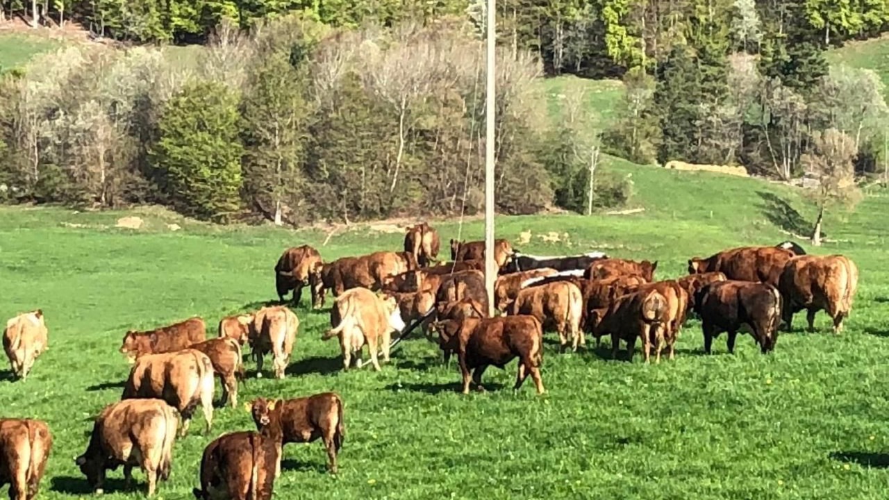 Photo of Others in Gansbrunnen