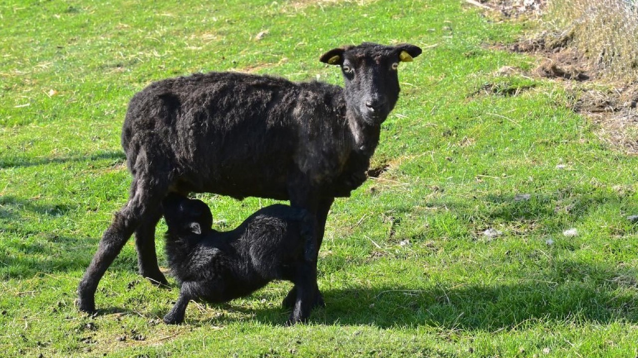 Photo of Others in Gansbrunnen