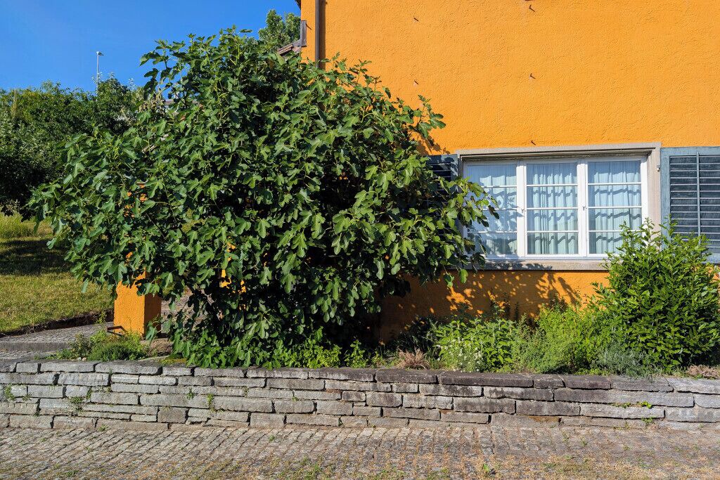 Photo of Outdoor in Meilen District